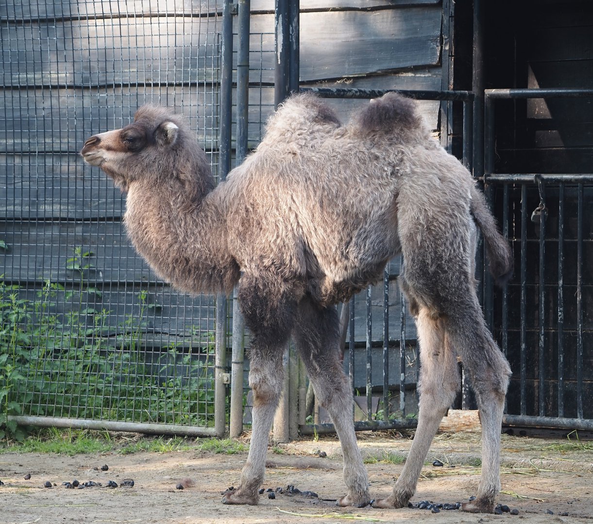 Bactrian camel (Camelus bactrianus) camel Zanna, 2024-05-10