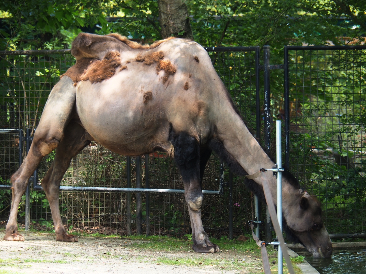 Bactrian camel (Camelus bactrianus) drinking, 2019-06-26