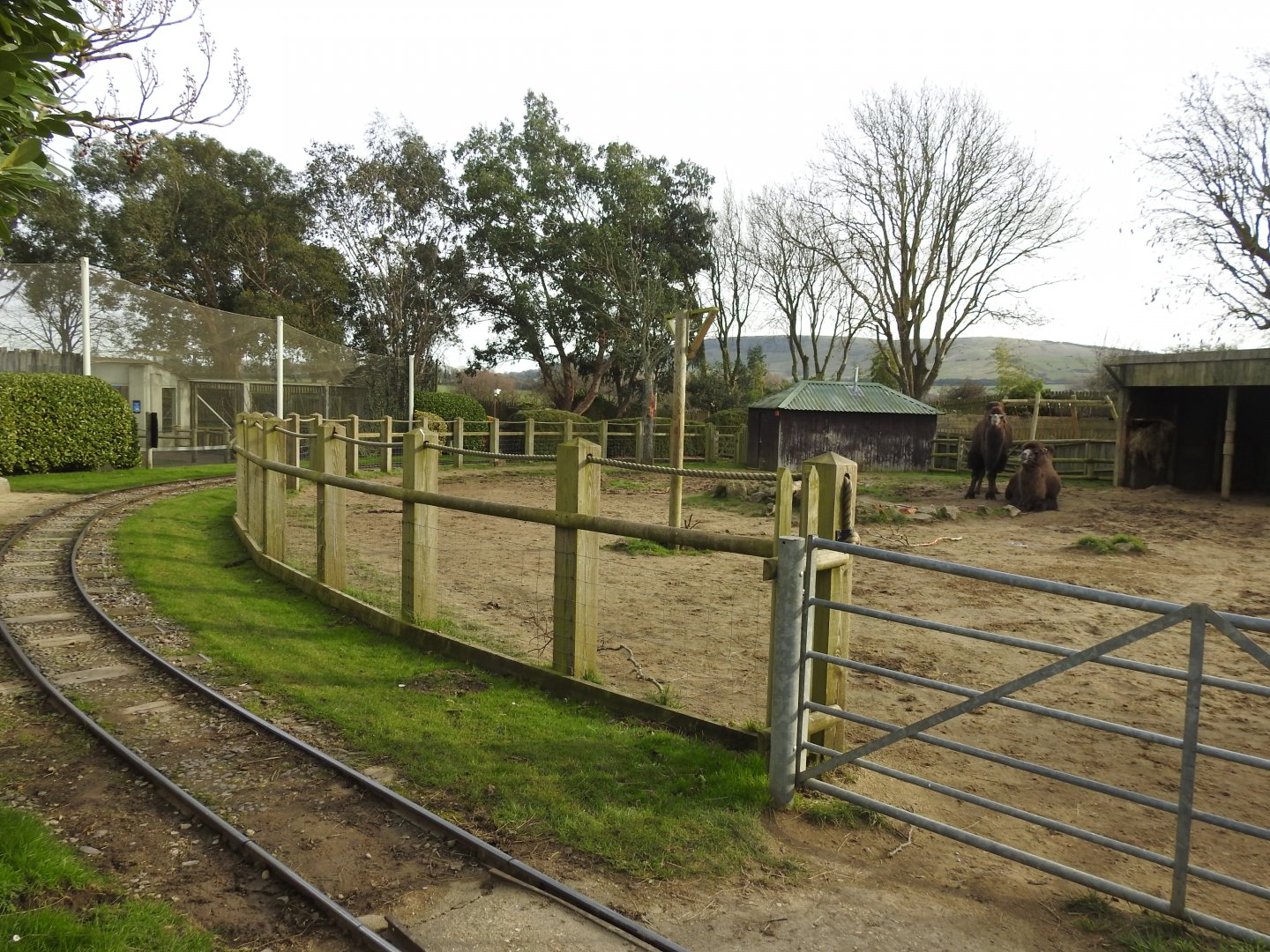 Bactrian Camel (Camelus bactrianus) Enclosure