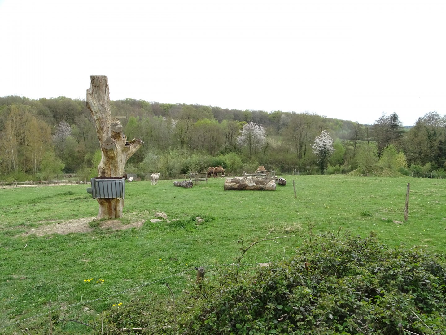 Bactrian camel (Camelus bactrianus) exhibit - Parc animalier d'Ecouves