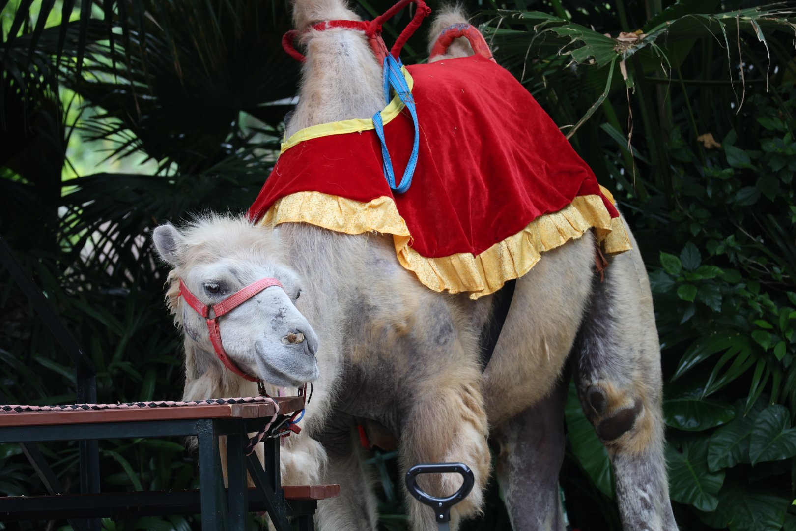 Bactrian camel (Camelus bactrianus) for ride