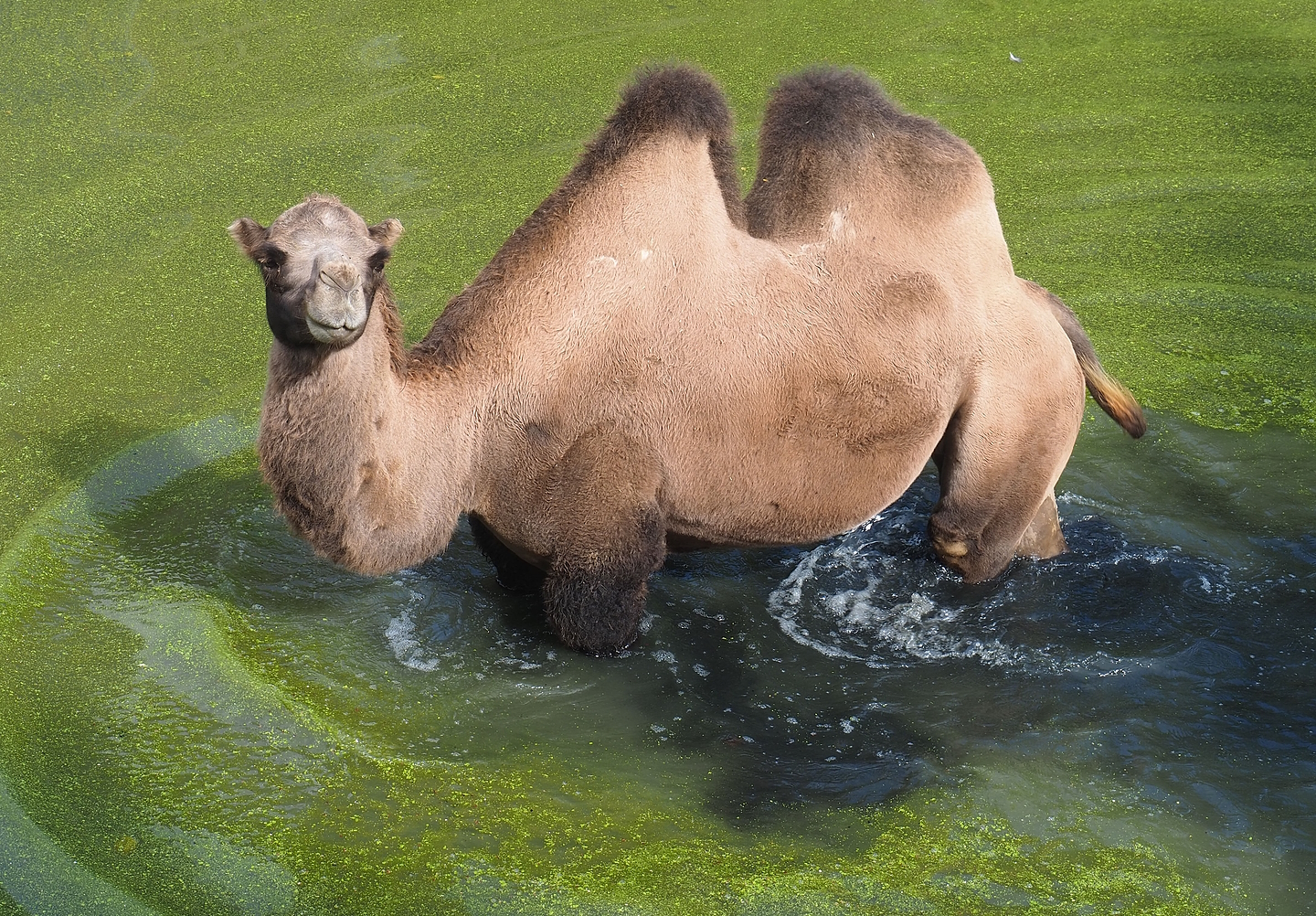 Bactrian camel (Camelus bactrianus) in pool, 2022-08-20