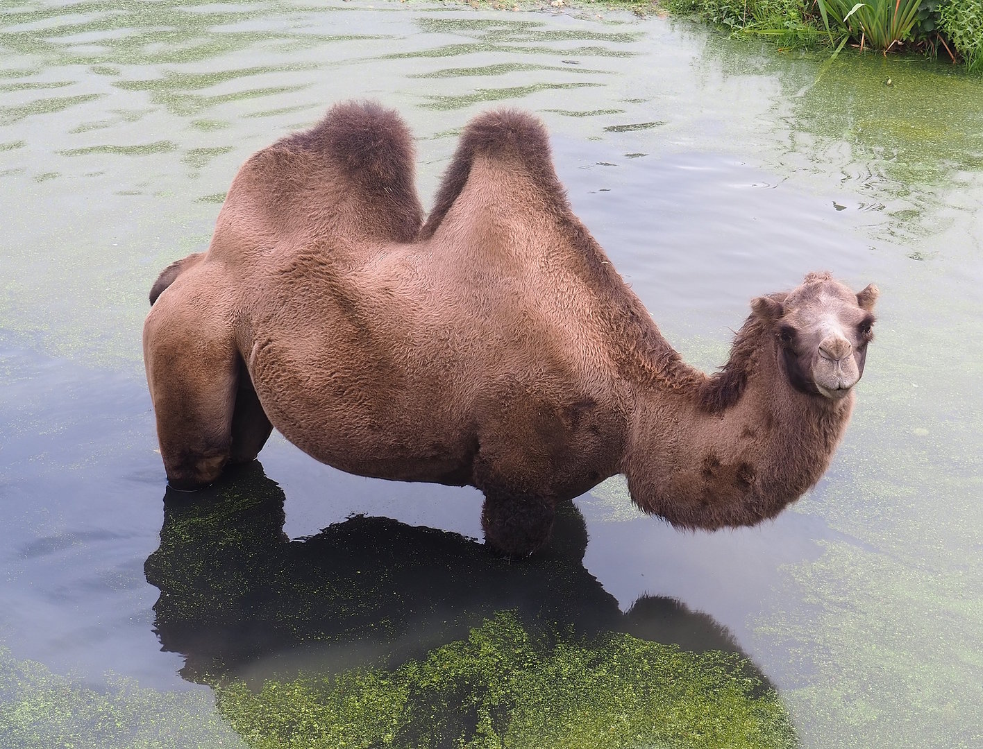 Bactrian camel (Camelus bactrianus) in pool, 2022-08-20