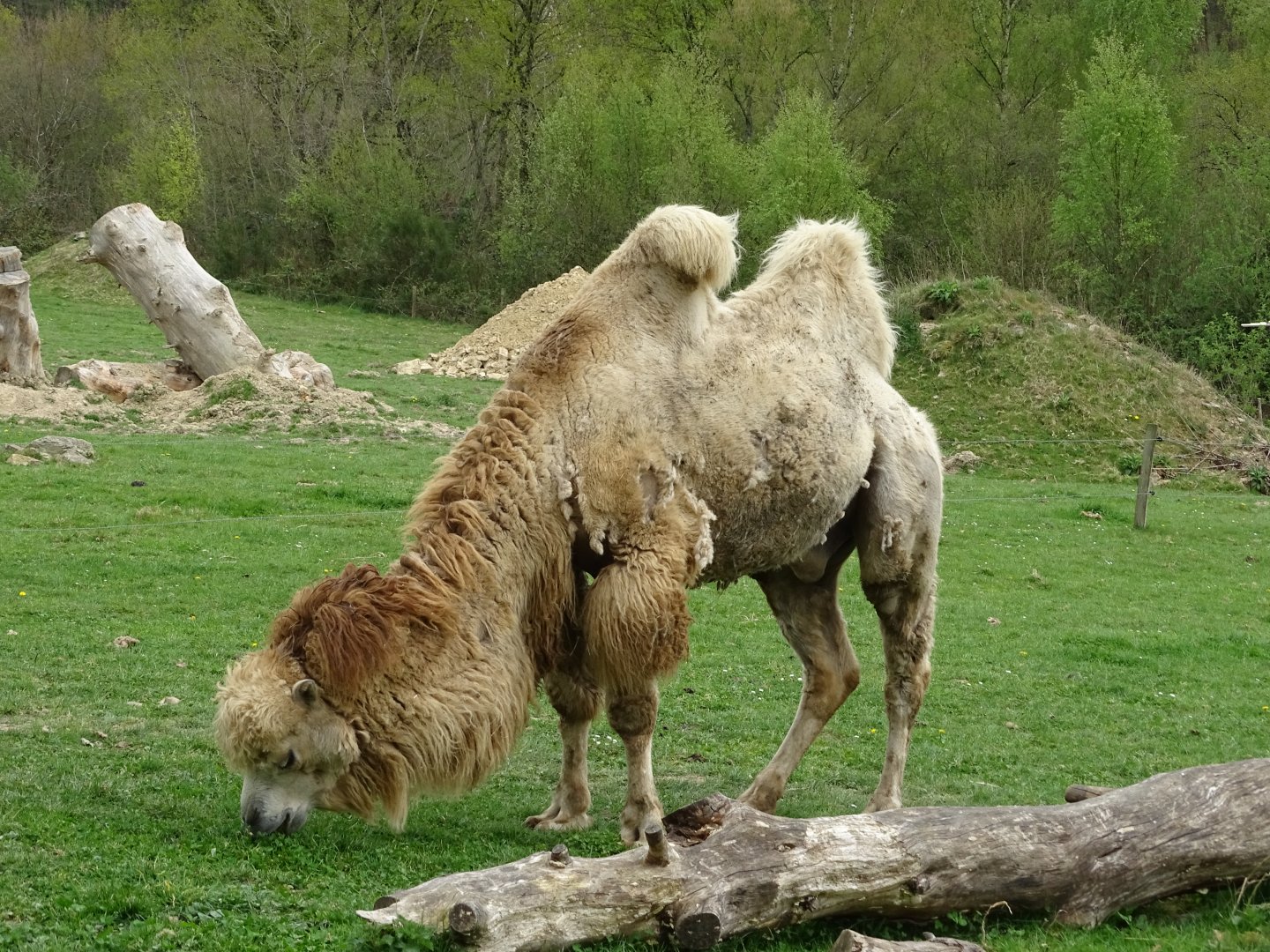 Bactrian camel (Camelus bactrianus) - Parc animalier d'Ecouves