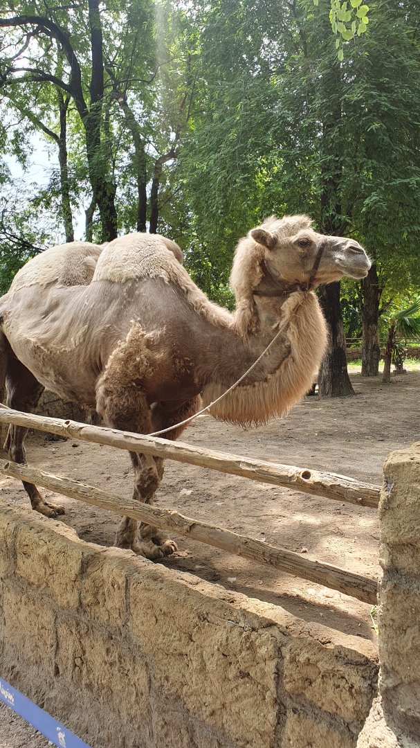 Bactrian Camel (Camelus bactrianus) - Solo Safari