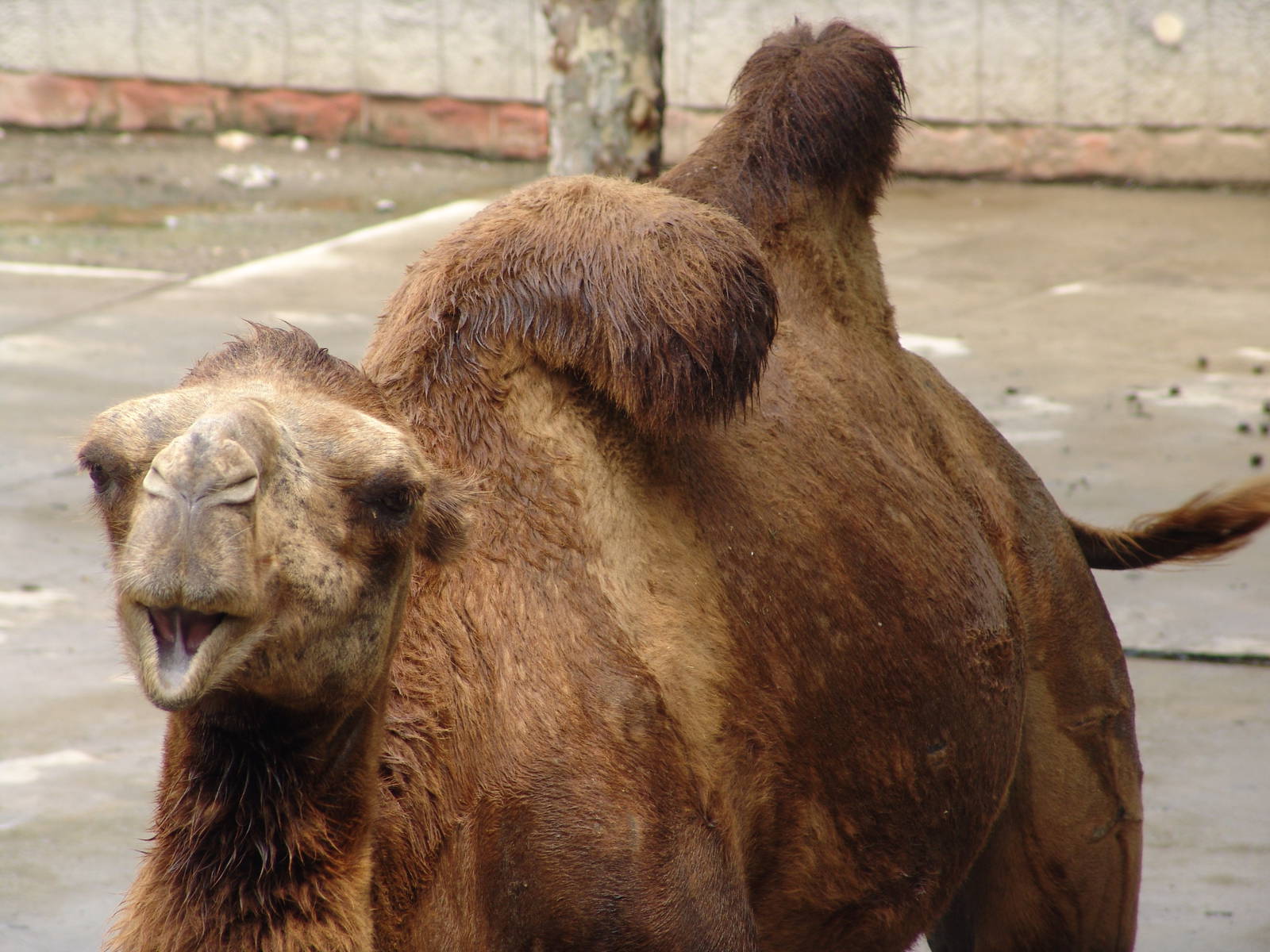 Bactrian Camel (Camelus bactrianus)