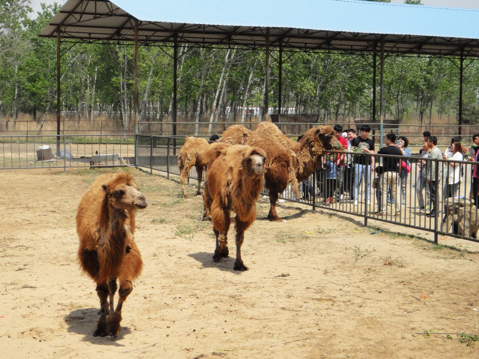 Bactrian camel (Camelus bactrianus)