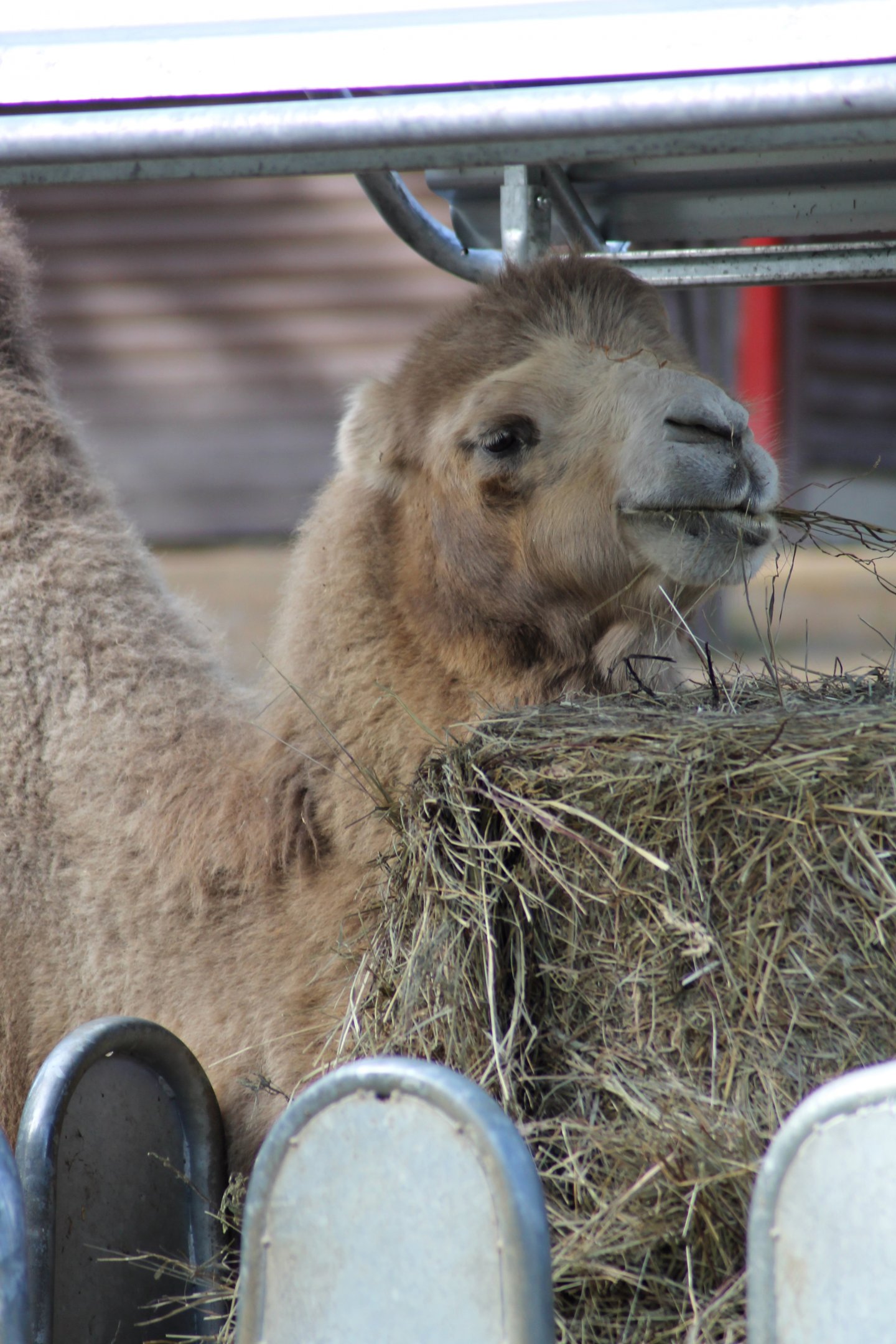 Bactrian camel (Camelus bactrianus)