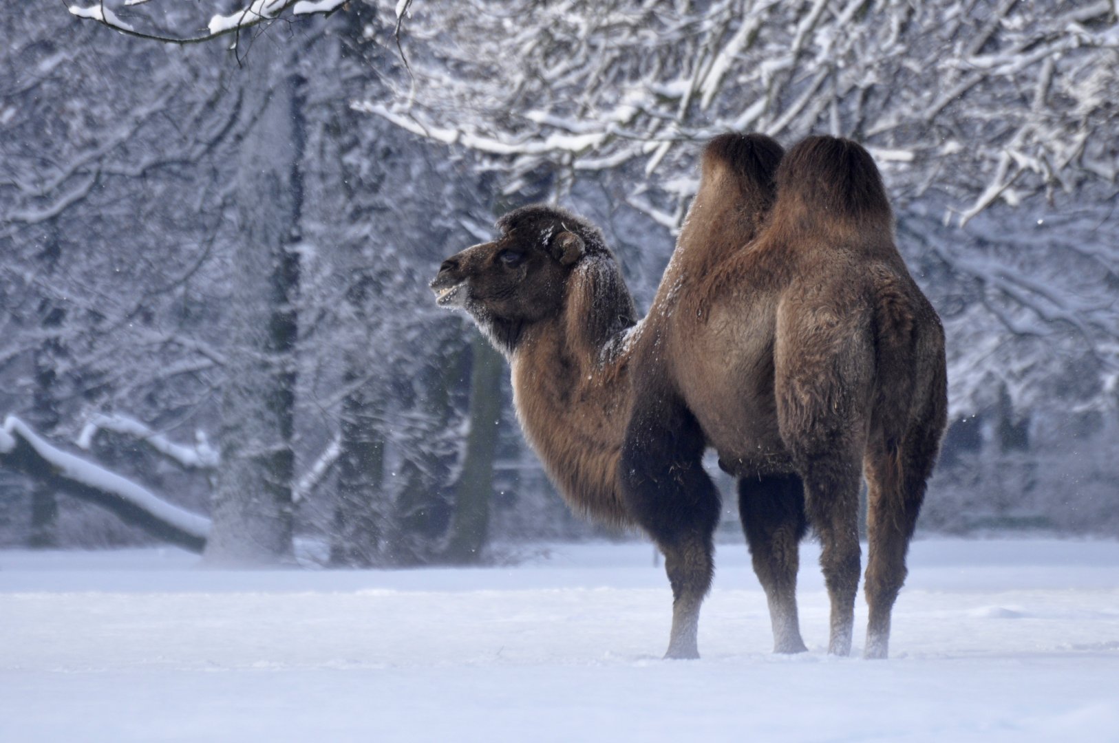Bactrian camel (Camelus bactrianus)