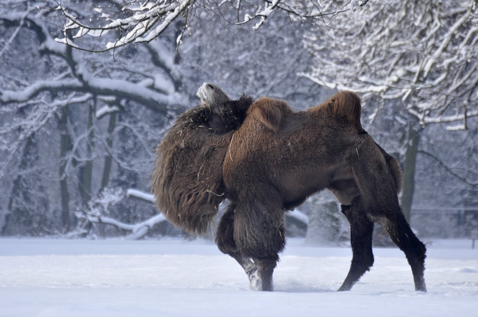 Bactrian camel (Camelus bactrianus)