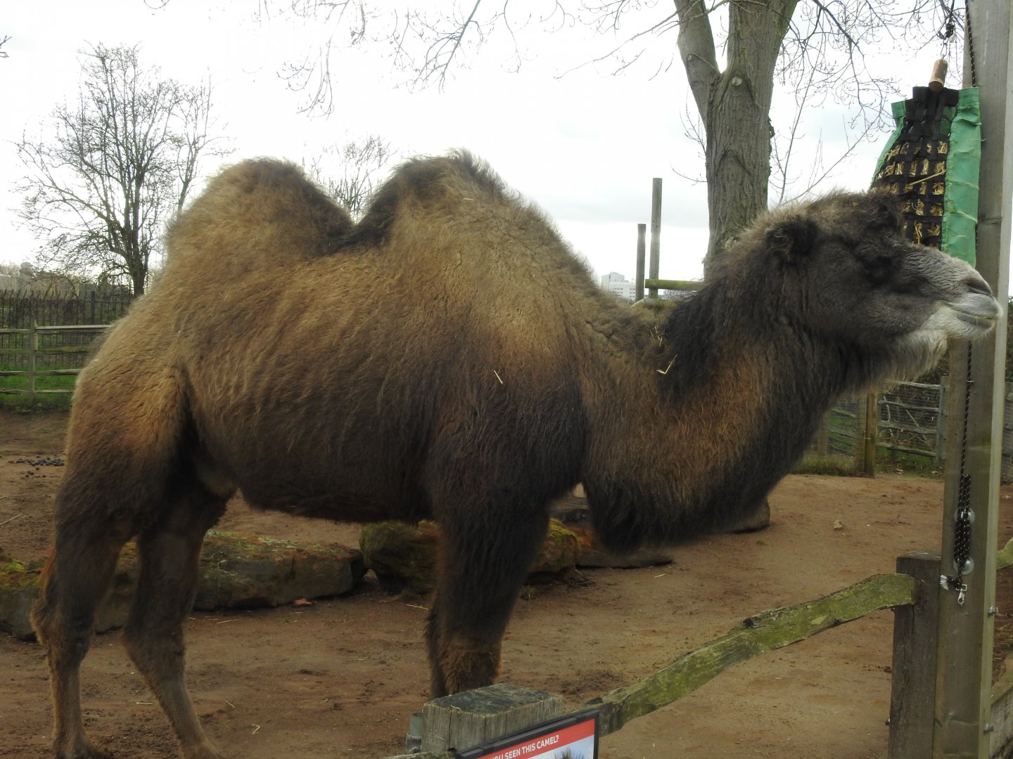 Bactrian Camel (Camelus bactrianus)