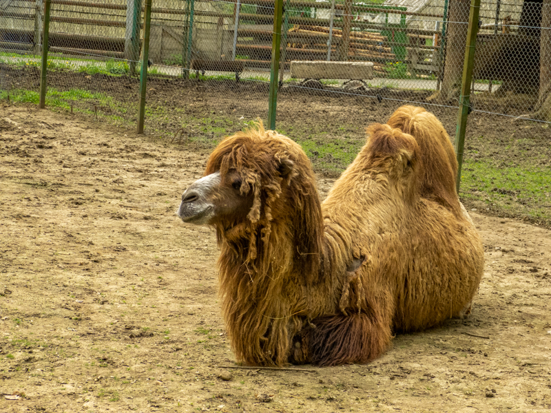 Bactrian camel (Camelus bactrianus)