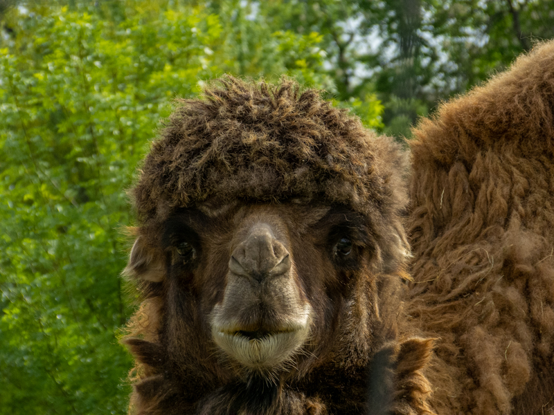 Bactrian camel (Camelus bactrianus)