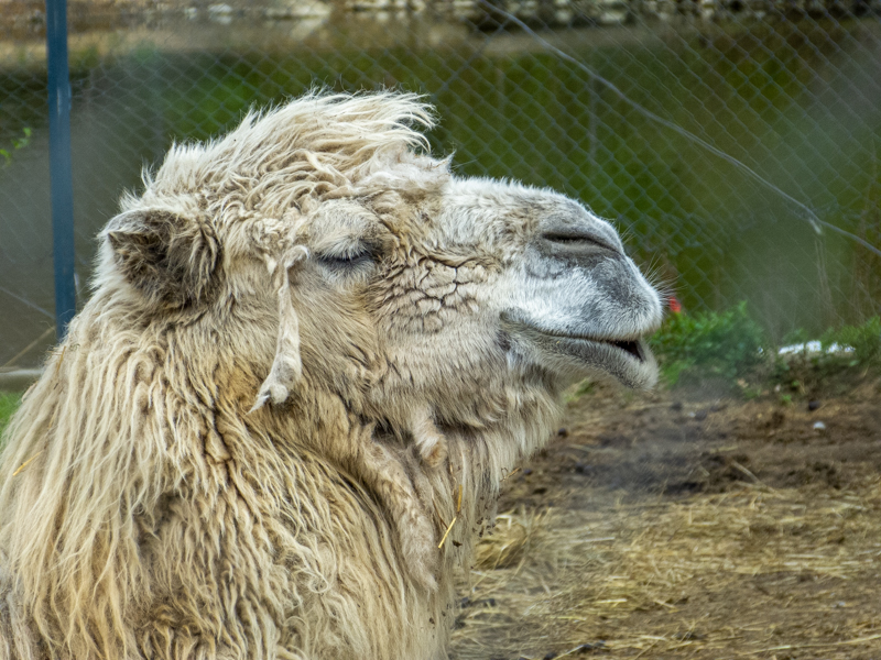 Bactrian camel (Camelus bactrianus)