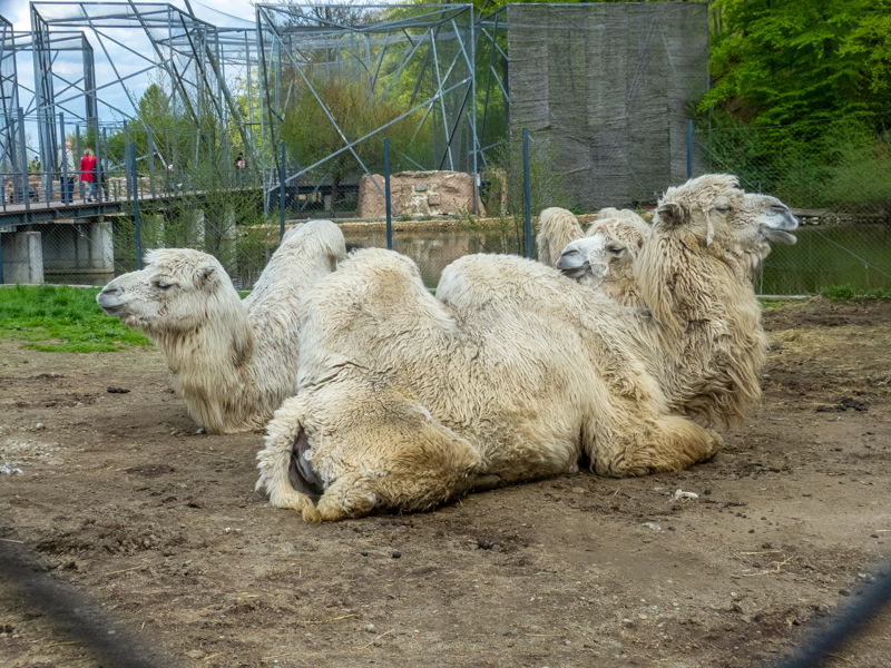 Bactrian camel (Camelus bactrianus)