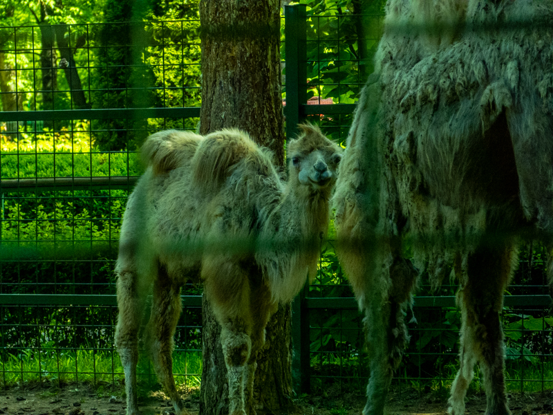 Bactrian camel (Camelus bactrianus)