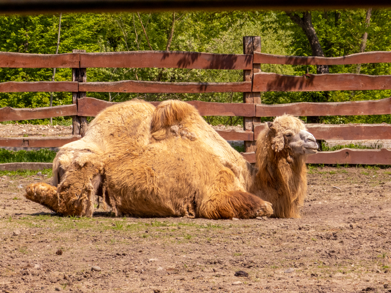 Bactrian camel (Camelus bactrianus)