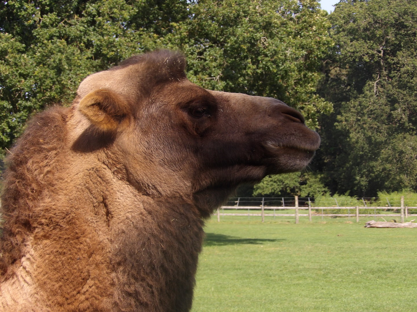Bactrian Camel (Camelus bactrianus)