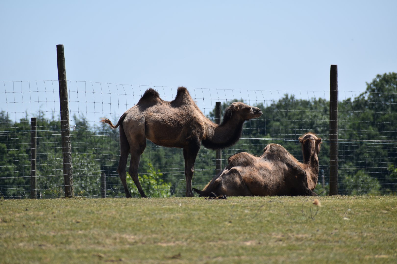 Bactrian camel (Camelus bactrianus)