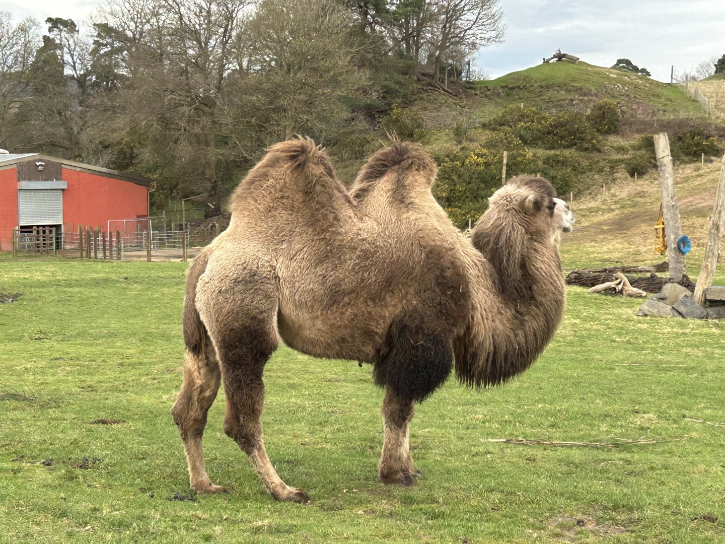 Bactrian Camel (Camelus bactrianus)