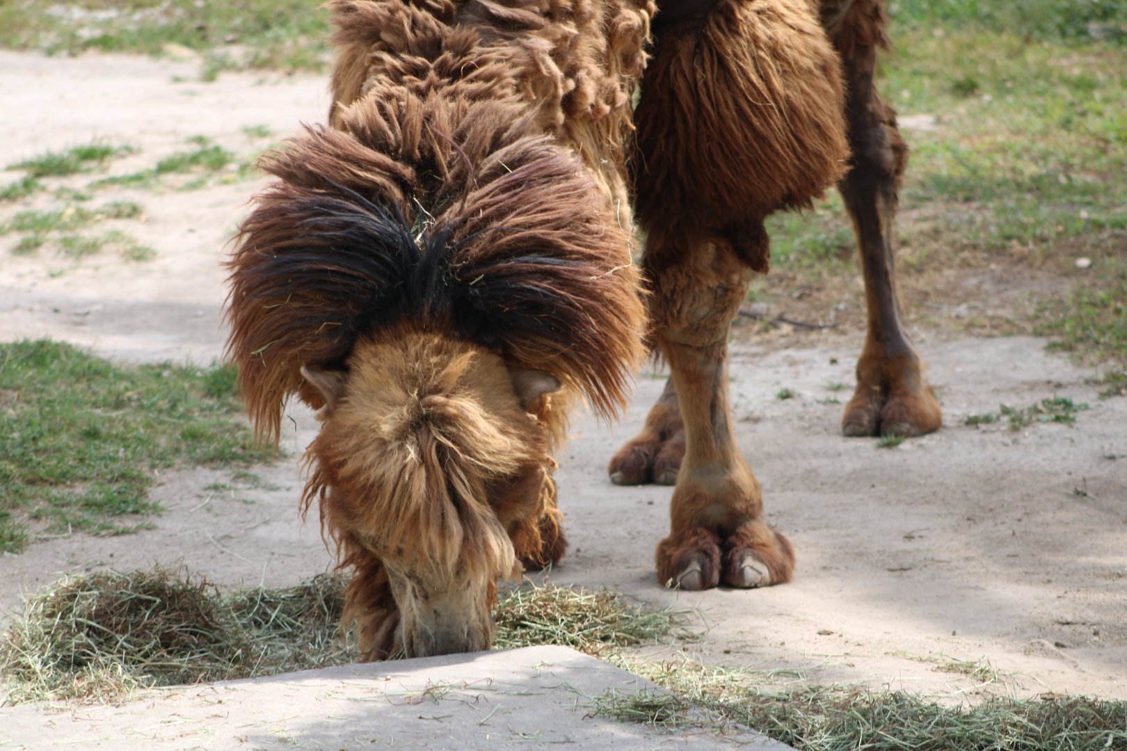Bactrian Camel (Camelus bactrianus)