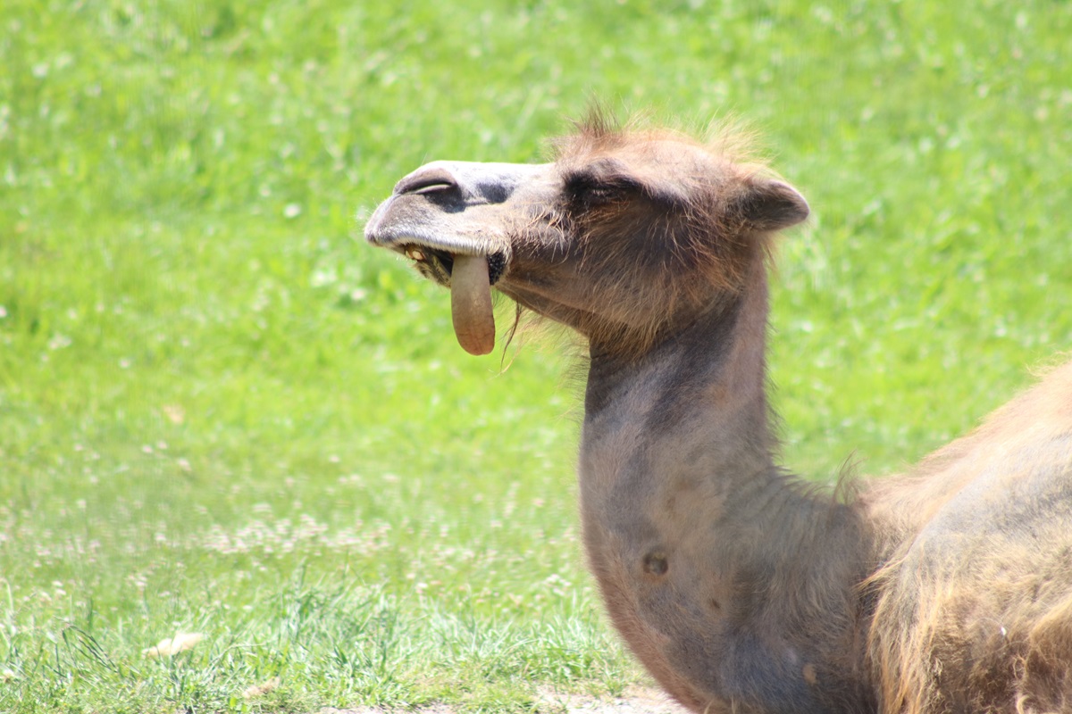 Bactrian Camel (Camelus bactrianus)