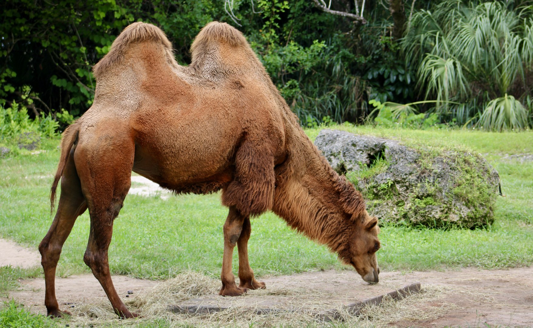 Bactrian Camel (Camelus bactrianus)