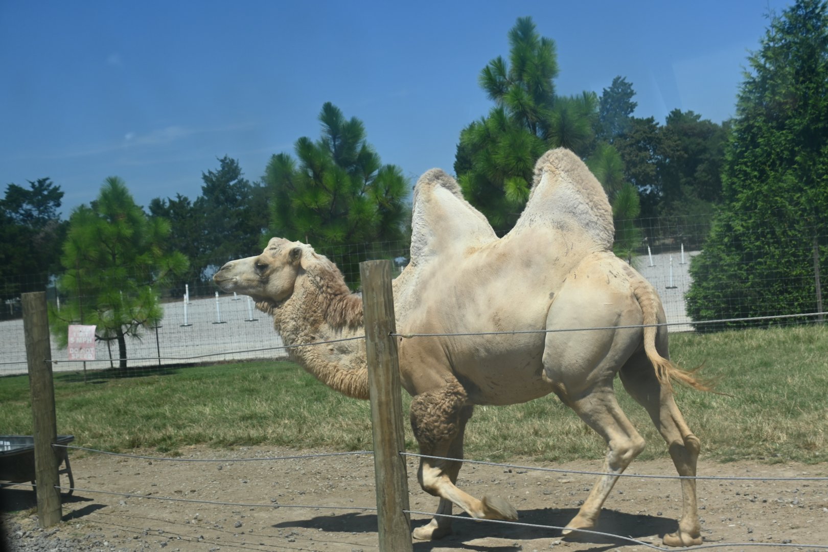 Bactrian camel (Camelus bactrianus)