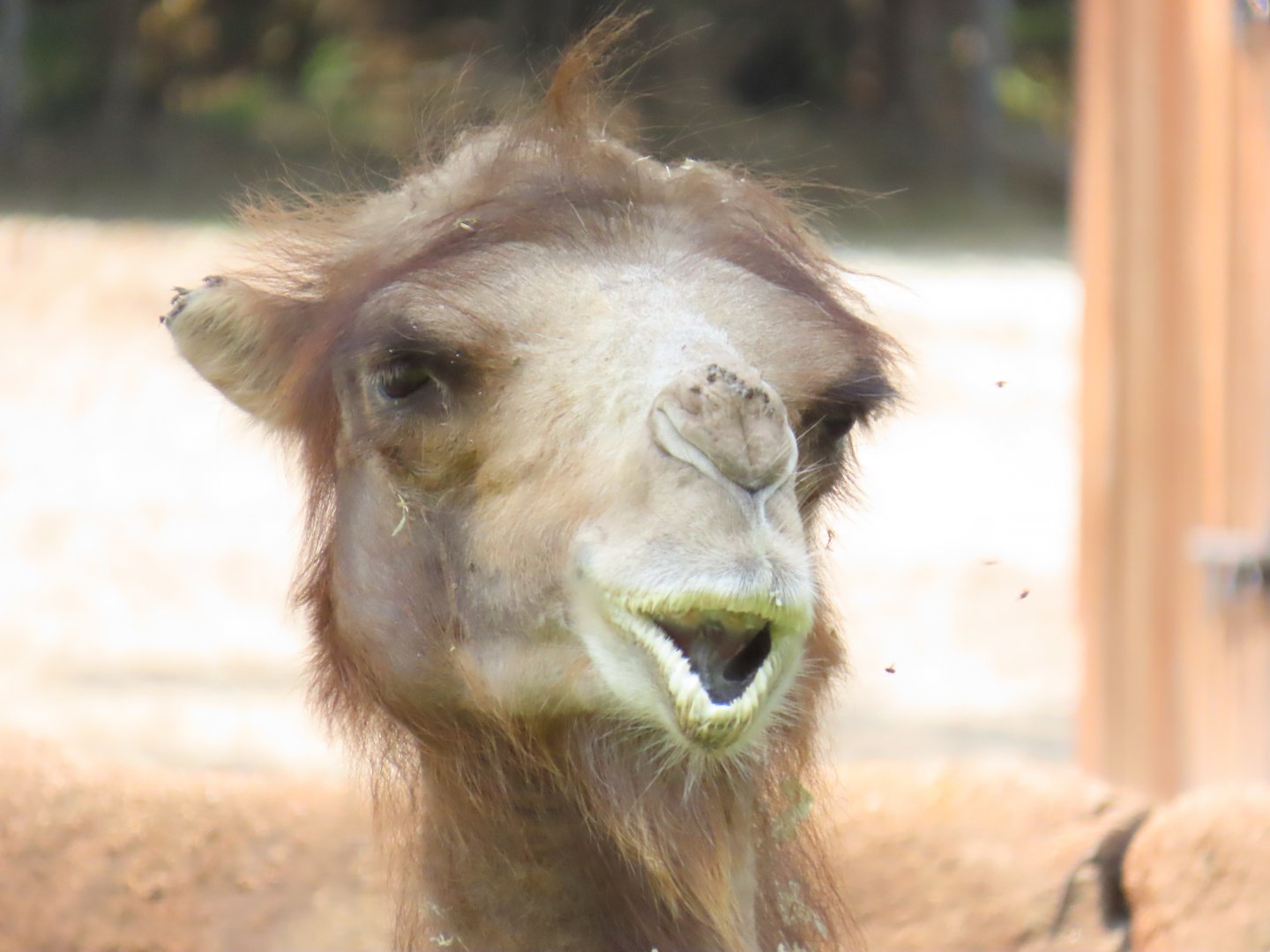 Bactrian Camel (Camelus bactrianus)