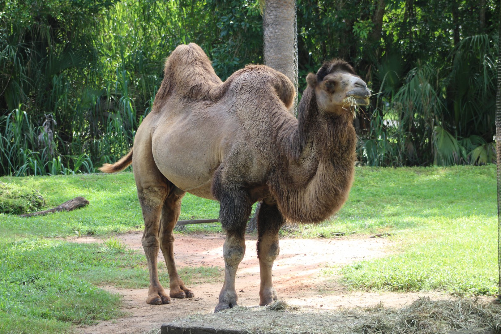 Bactrian Camel (Camelus bactrianus)