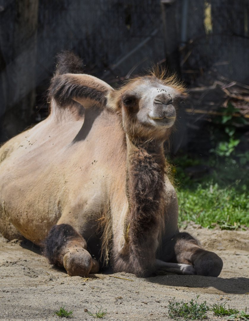 Bactrian camel (Camelus ferus f. bactrianus) - Bioparc de Genève