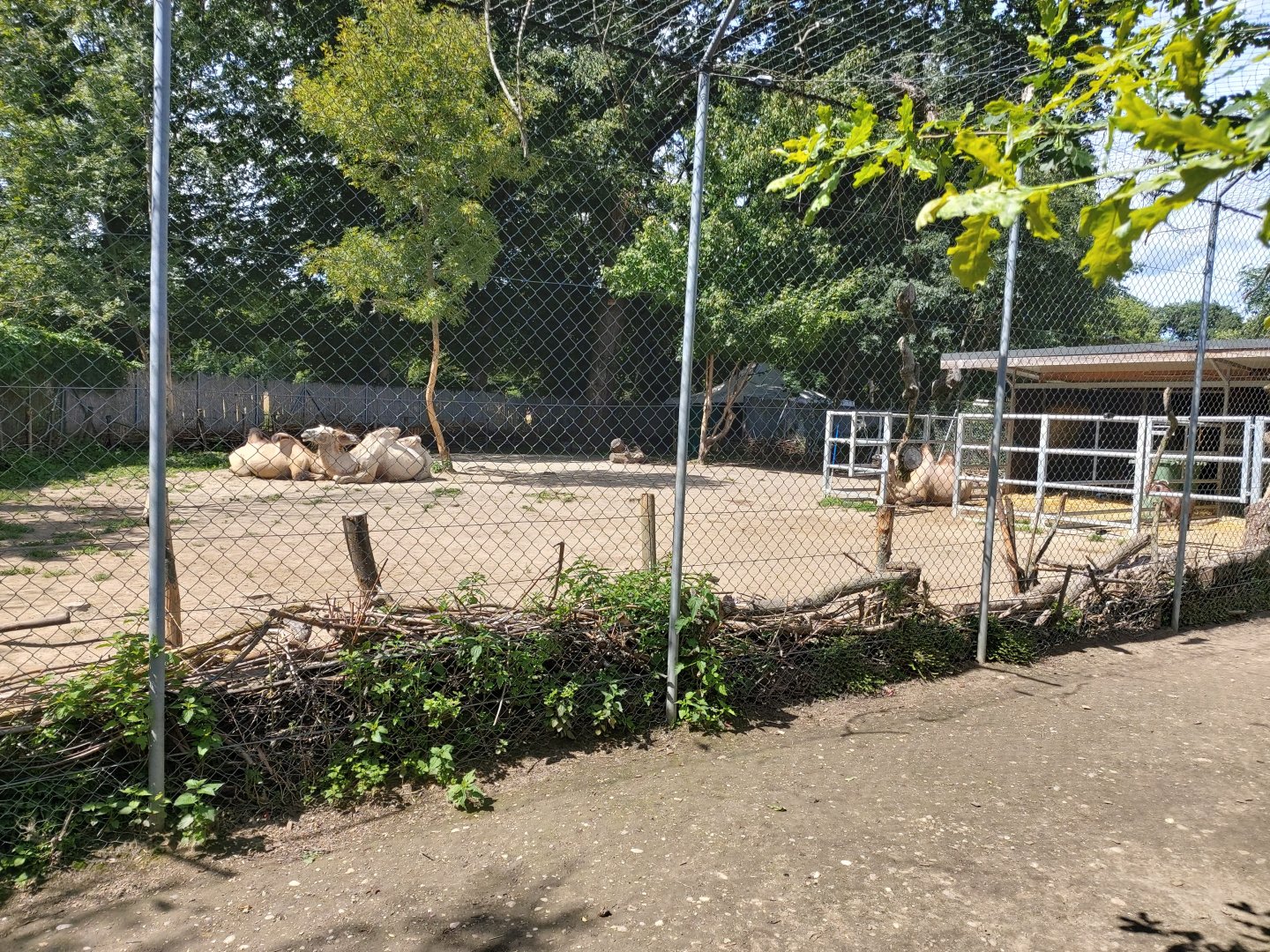 Bactrian camel (Camelus ferus f. bactrianus) - Bioparc Genève