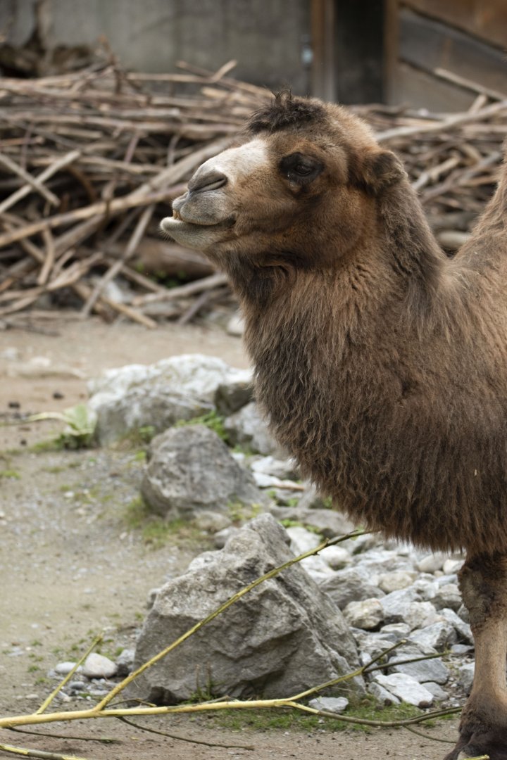 Bactrian camel (Camelus ferus f. bactrianus)