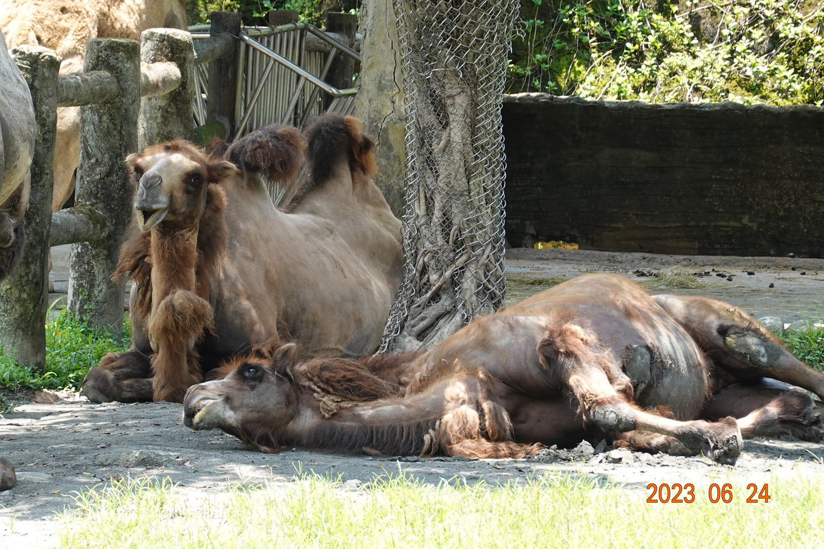 Bactrian Camel (Camelus ferus f. bactrianus)