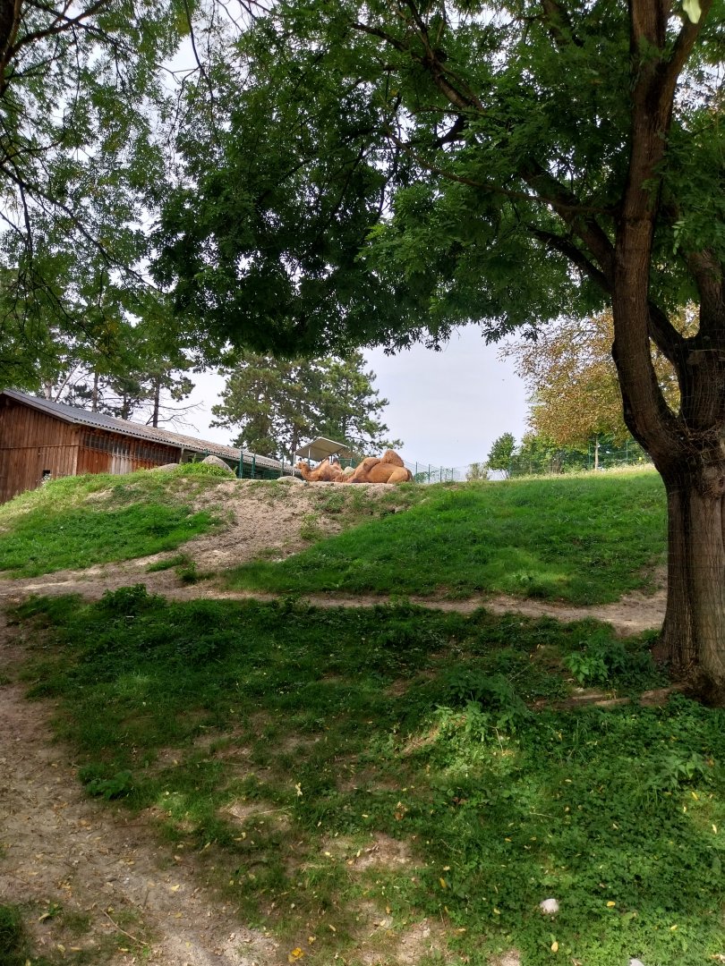 Bactrian camel (Camelus ferus f. bactrianus)