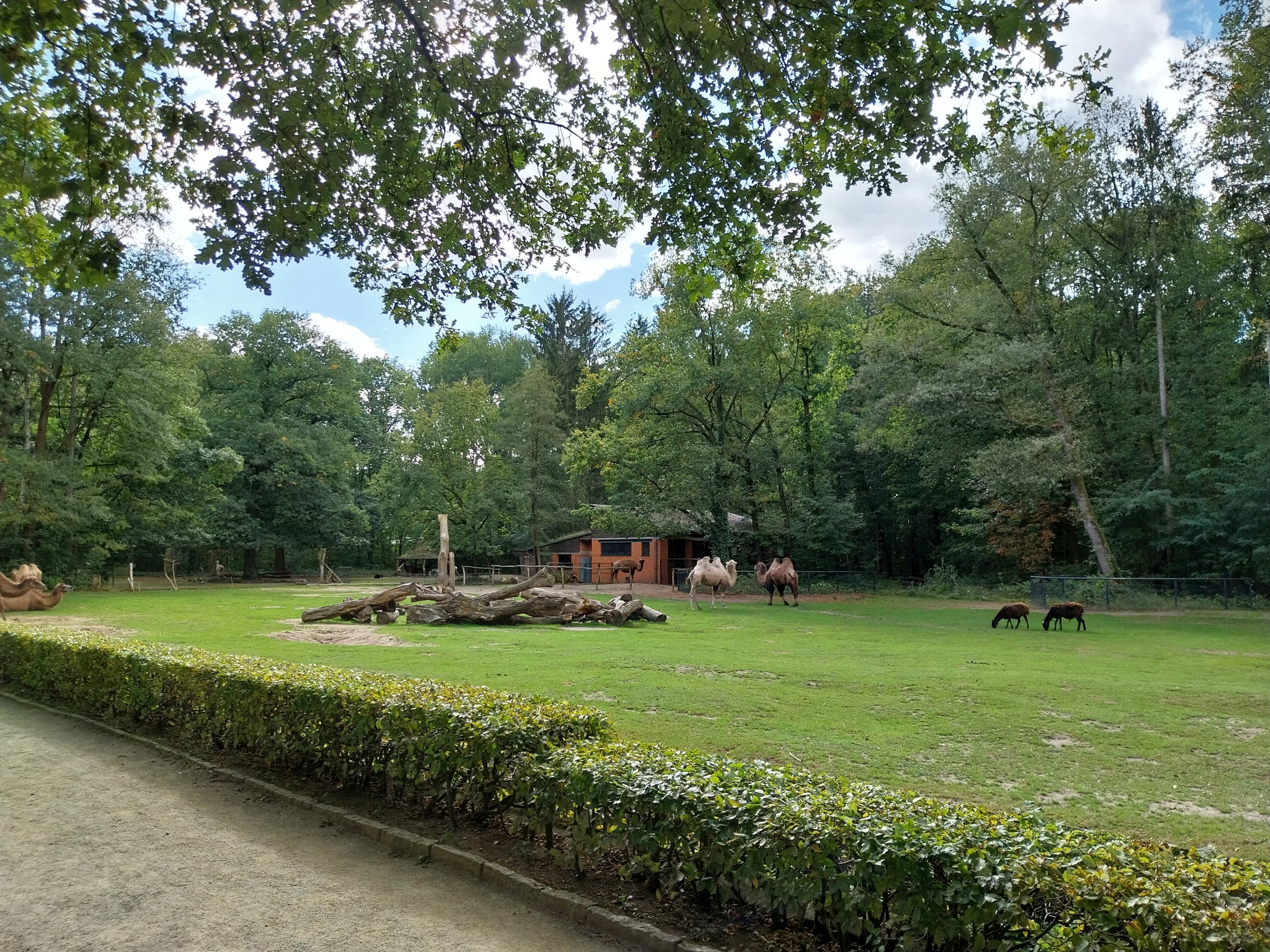 Bactrian Camel (Camelus ferus f. bactrianus)