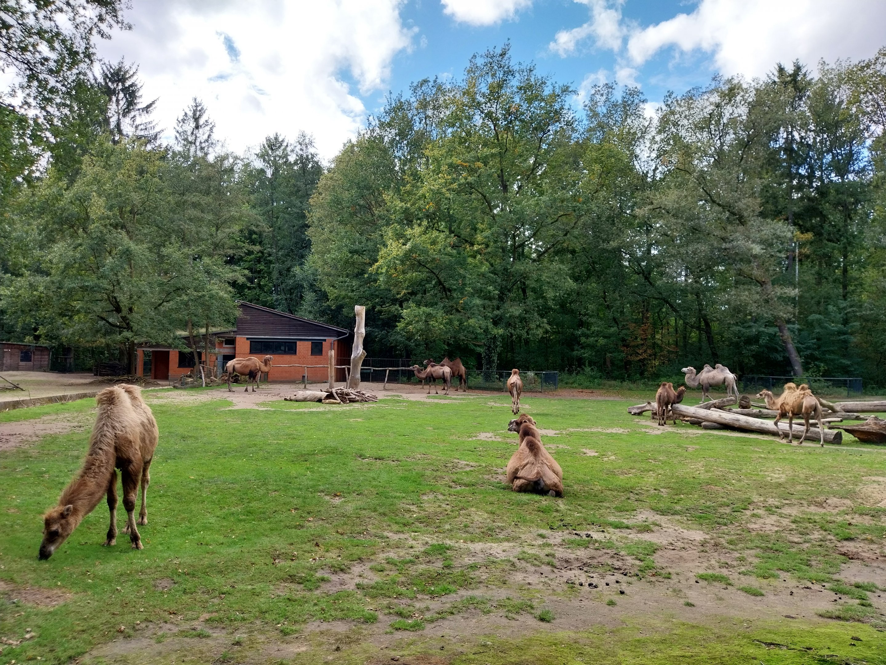 Bactrian Camel (Camelus ferus f. bactrianus)