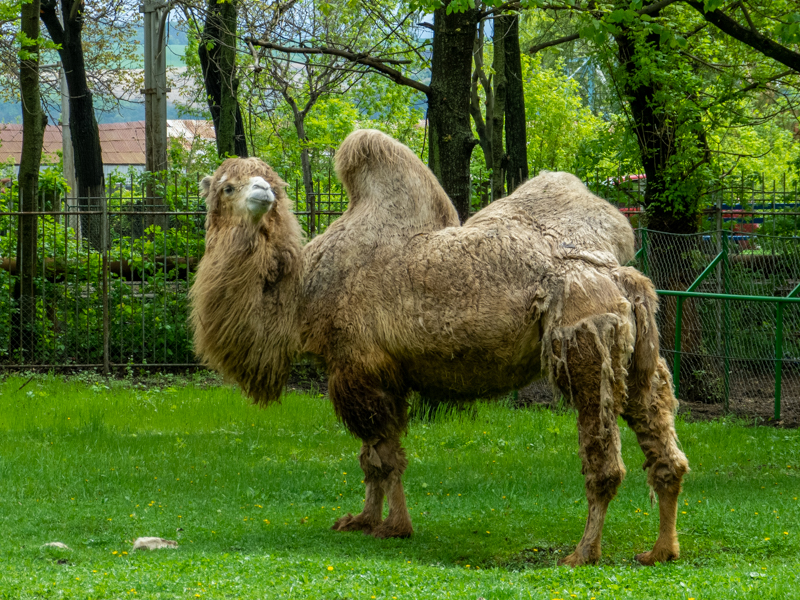 Bactrian camel / Camelus ferus