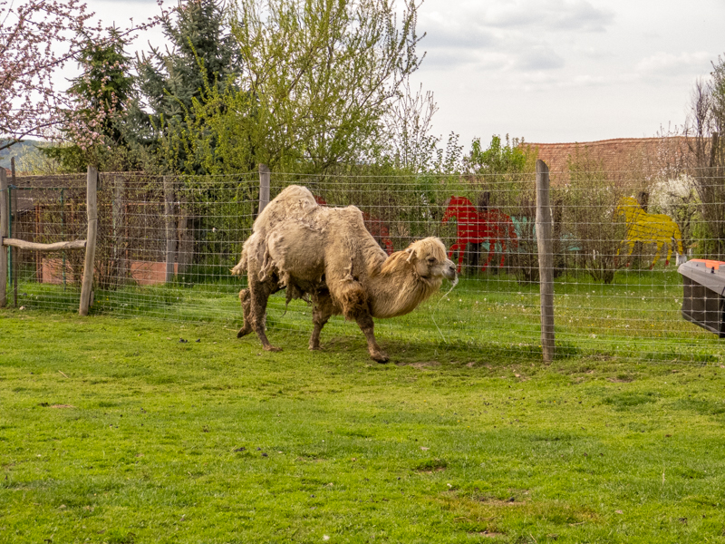 bactrian camel (Camelus ferus)