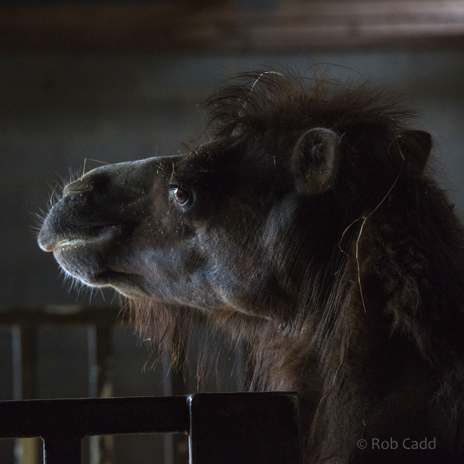 Bactrian camel : Cotswold WP : 28 May 2014