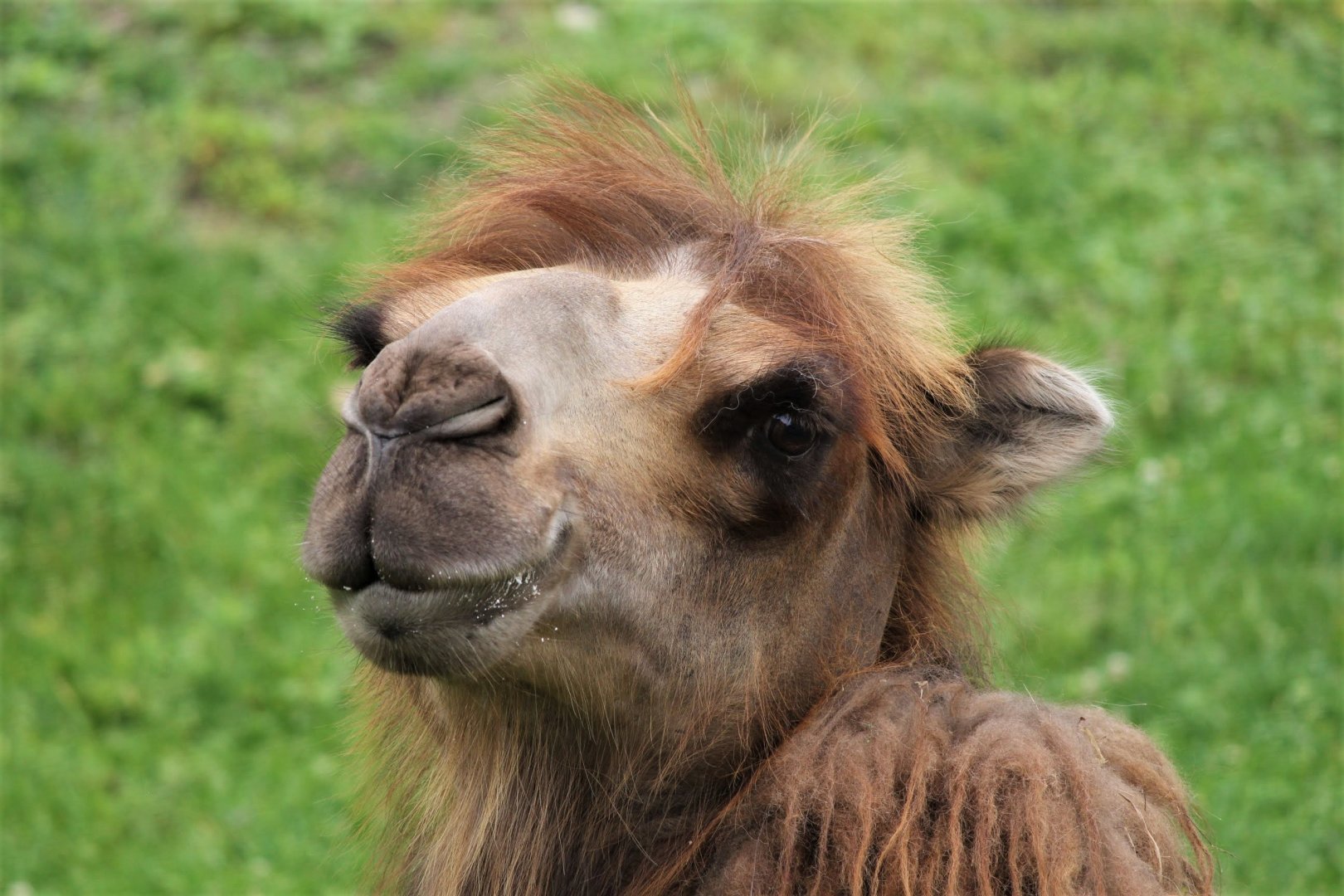 Bactrian Camel, Detroit Zoo