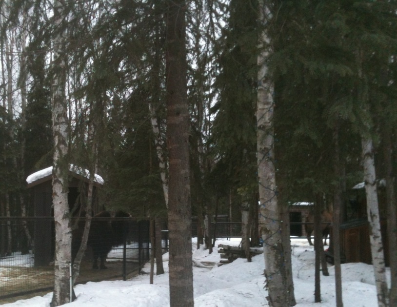 Bactrian Camel - Domestic