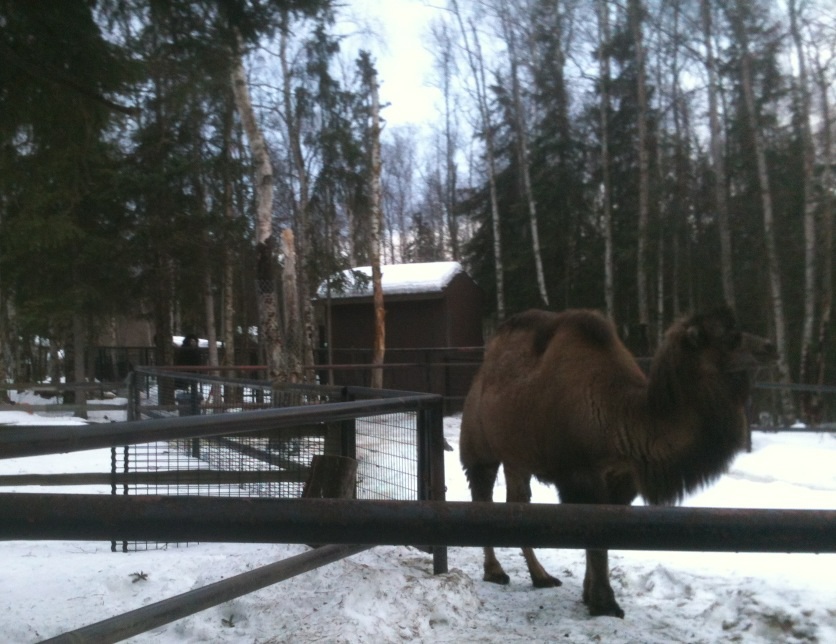 Bactrian Camel - Domestic