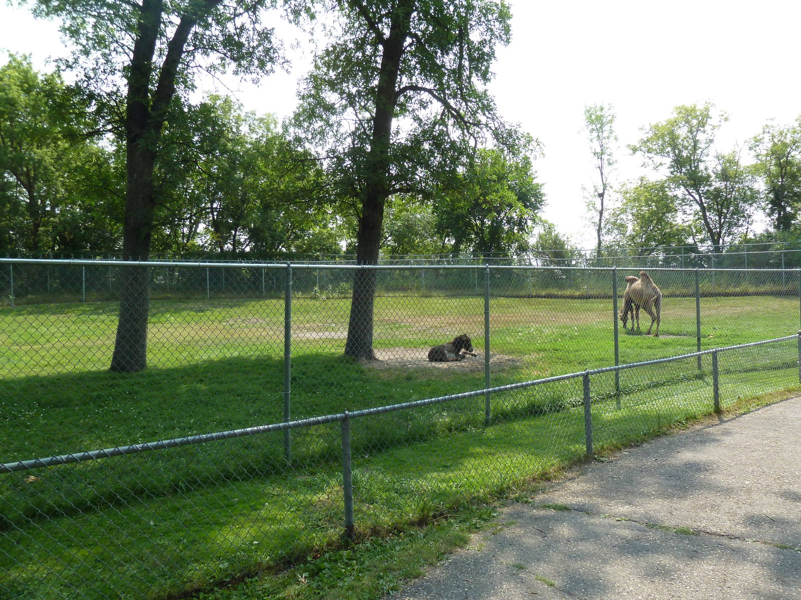 Bactrian Camel/Donkey Exhibit