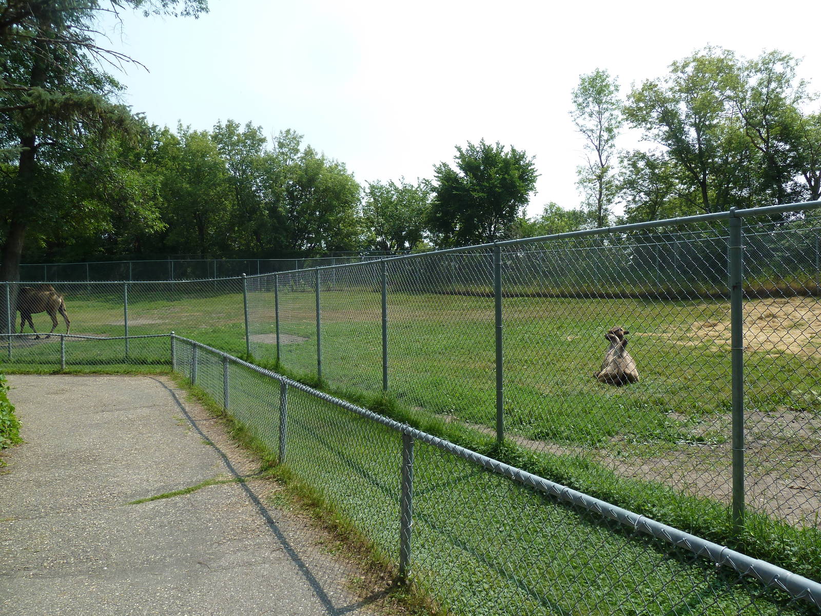 Bactrian Camel/Donkey Exhibit