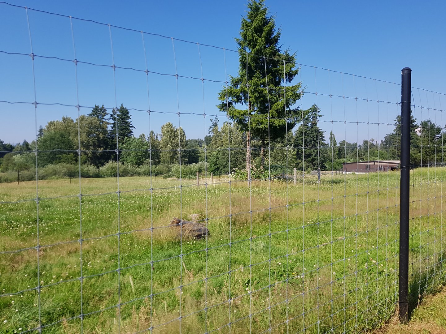 Bactrian Camel & Dromedary Camel Exhibit