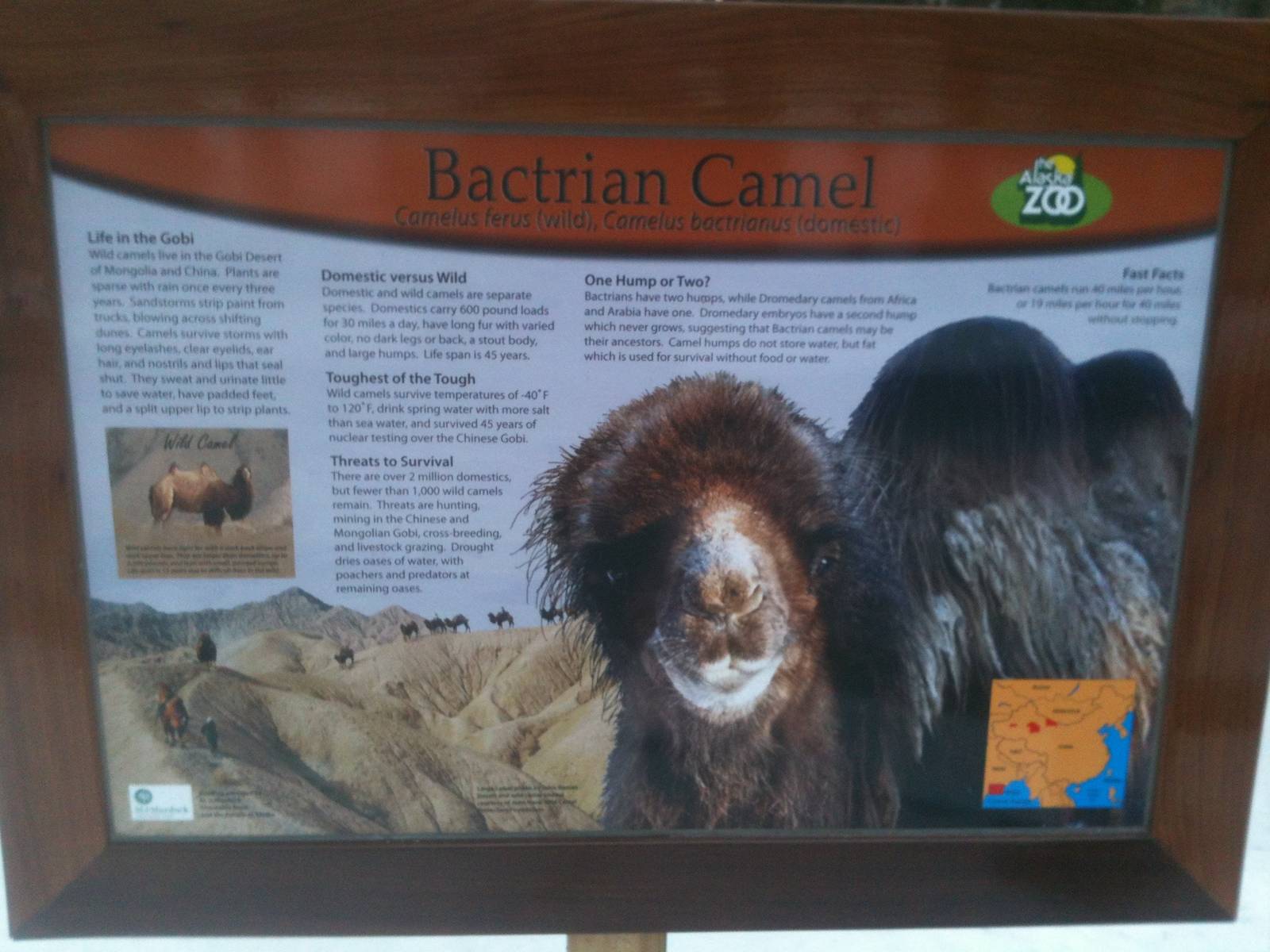 Bactrian Camel Educational Sign