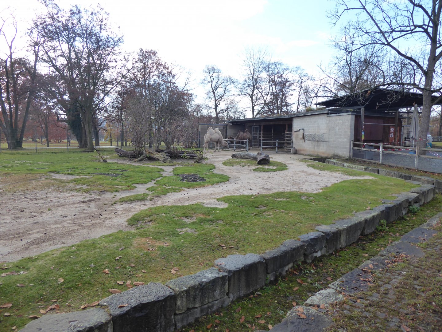 Bactrian camel enclosure 011218