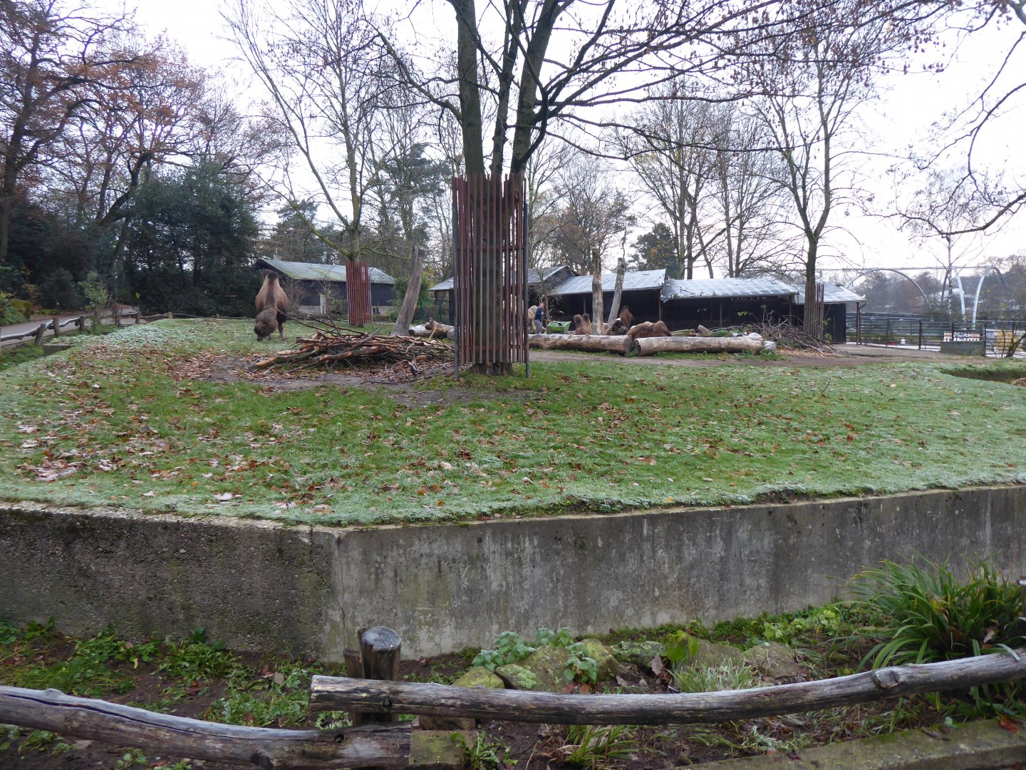 Bactrian camel enclosure 011219