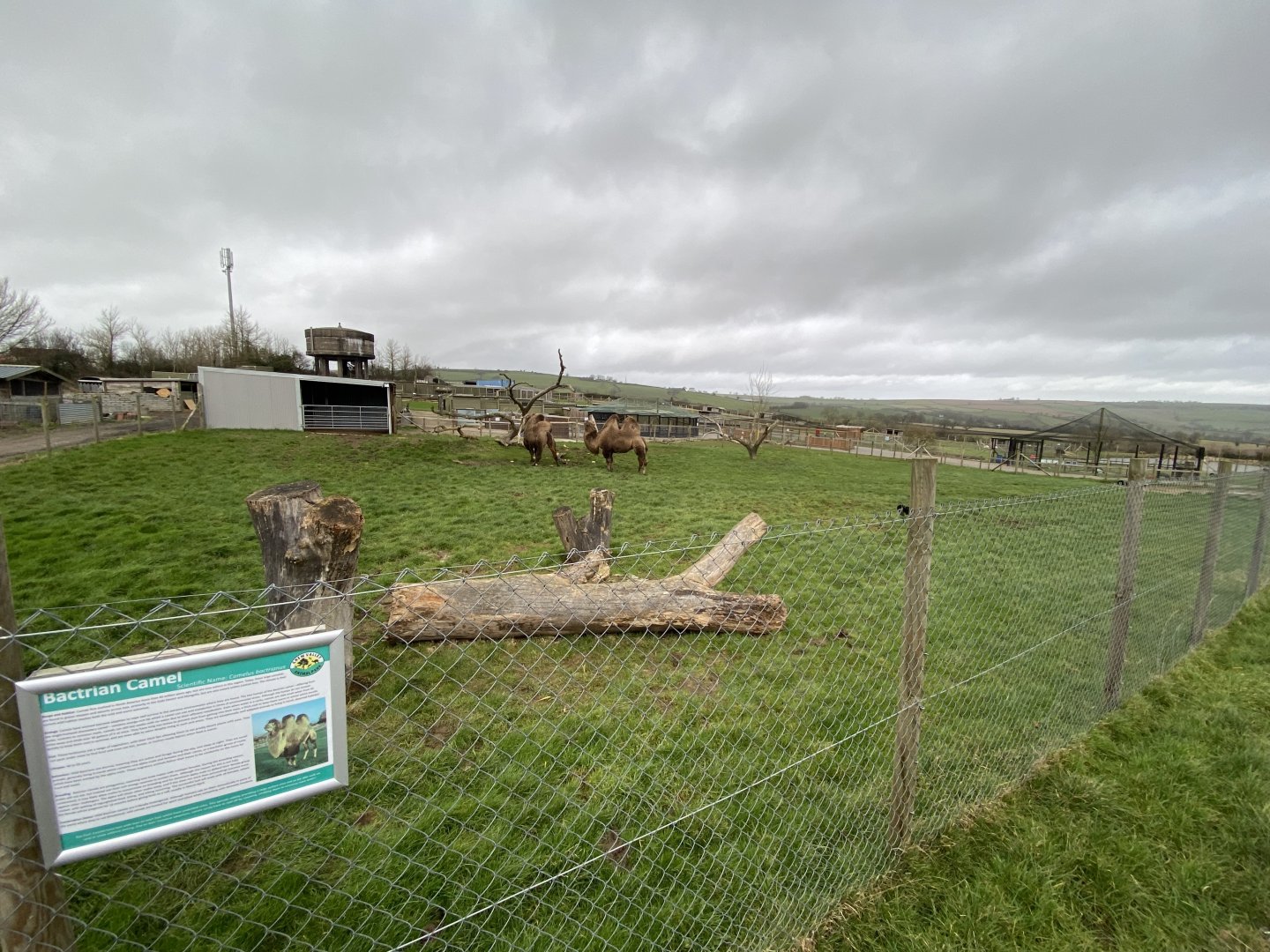 Bactrian camel enclosure 060222